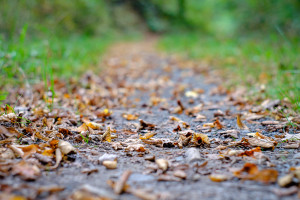 Waldspaziergang mit dem Minolta 50mm f1.7