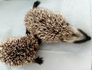 Igel1