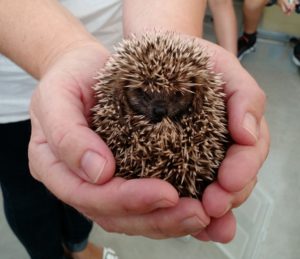 Igel2